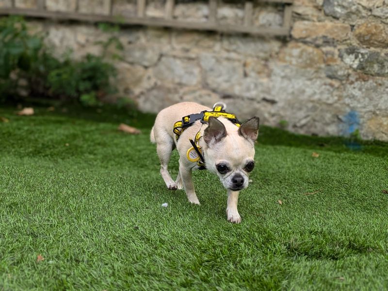 Chihuahua for adoption in West Calder, West Lothian – 7 years old - Image 4 of 5