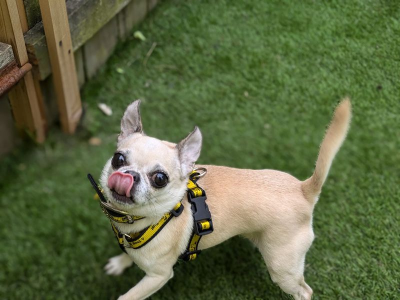 Chihuahua for adoption in West Calder, West Lothian – 7 years old - Image 2 of 5