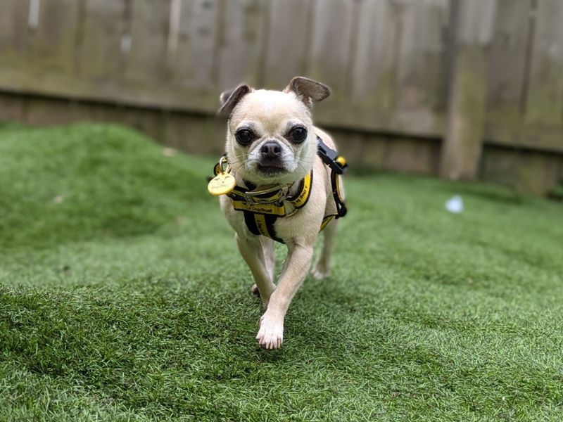 Chihuahua for adoption in West Calder, West Lothian – 7 years old