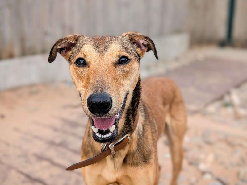 Olive | Lurcher | Cardiff - 1