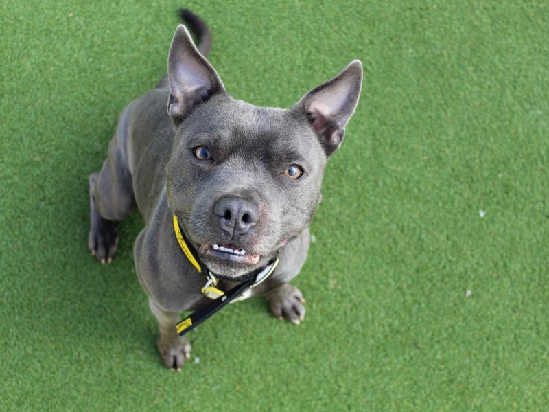 Staffordshire Bull Terrier for adoption in Glasgow, Scotland – 2 years old - Image 2 of 3