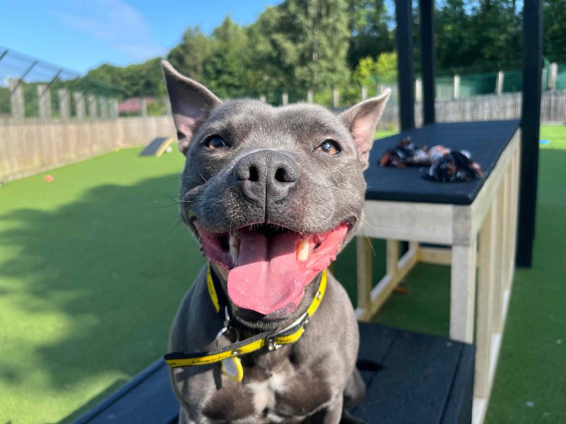 Staffordshire Bull Terrier for adoption in Glasgow, Scotland – 2 years old