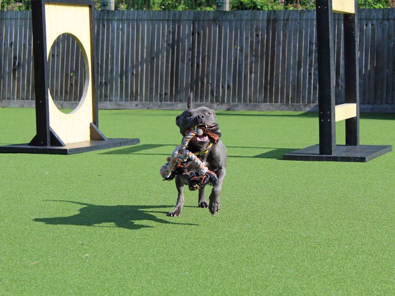 Staffordshire Bull Terrier for adoption in Glasgow, Scotland – 2 years old - Image 3 of 3