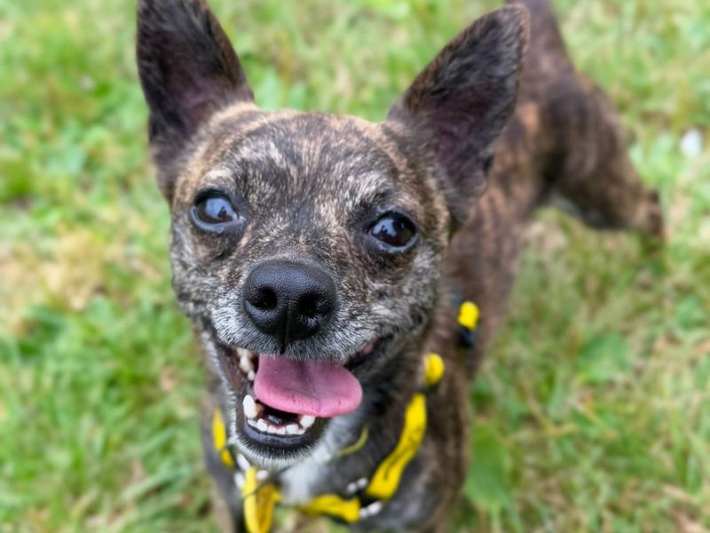 Chihuahua for adoption in Telford, Shropshire – 2 years old