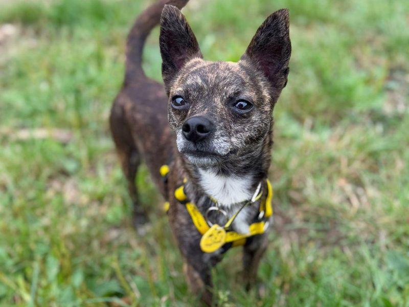 Chihuahua for adoption in Telford, Shropshire – 2 years old - Image 2 of 3