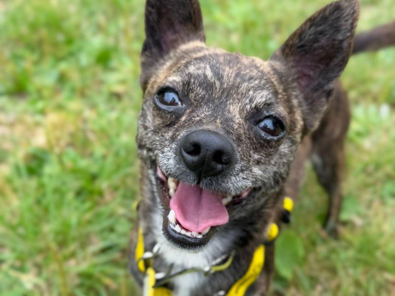Chihuahua for adoption in Telford, Shropshire – 2 years old - Image 3 of 3