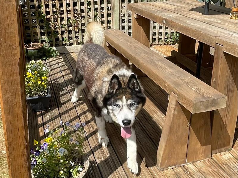 Siberian Husky for adoption in Newton Tony, Wiltshire – 12 years old