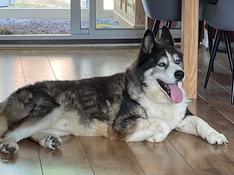Siberian Husky for adoption in Newton Tony, Wiltshire – 12 years old - Image 2 of 2