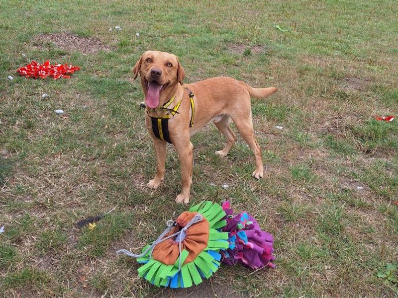Simba | Retriever (Labrador) | Shrewsbury (Shropshire) - 1