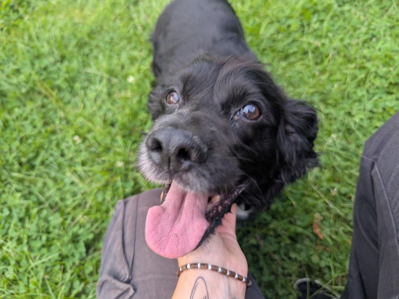 Cocker Spaniel for adoption in Mid Glamorgan, Wales – 13 years old - Image 2 of 3