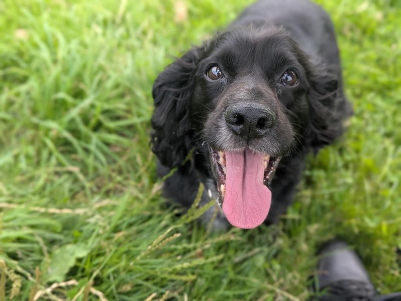 Cocker Spaniel for adoption in Mid Glamorgan, Wales – 13 years old