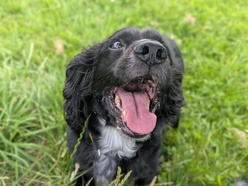 Cocker Spaniel for adoption in Mid Glamorgan, Wales – 13 years old - Image 3 of 3