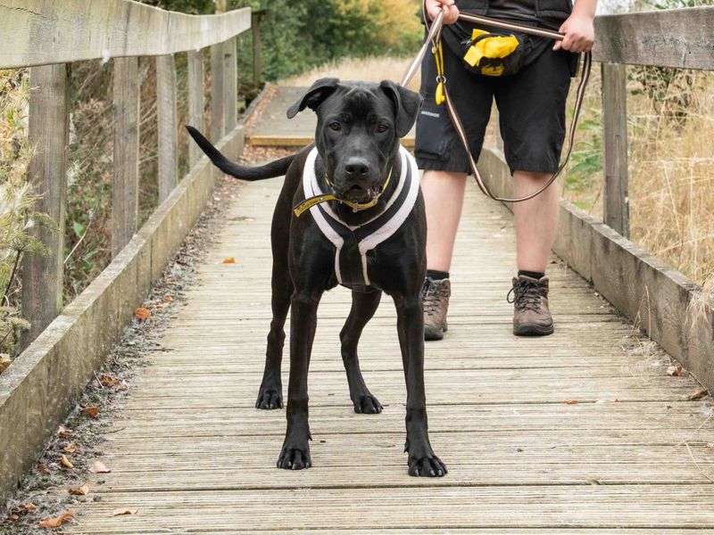 Ozzy | Dalmatian Cross | Loughborough - 1