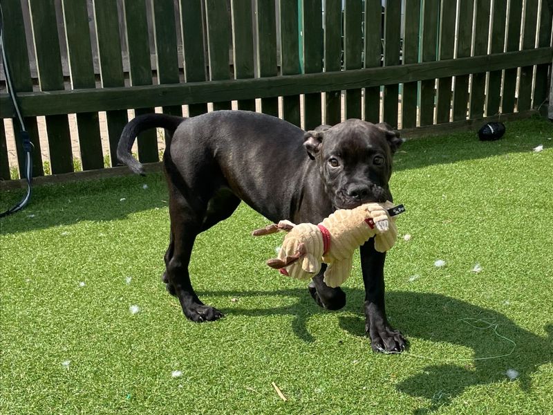 Cane Corso for adoption in Wymeswold, Leicestershire – 6 months old - Image 2 of 2