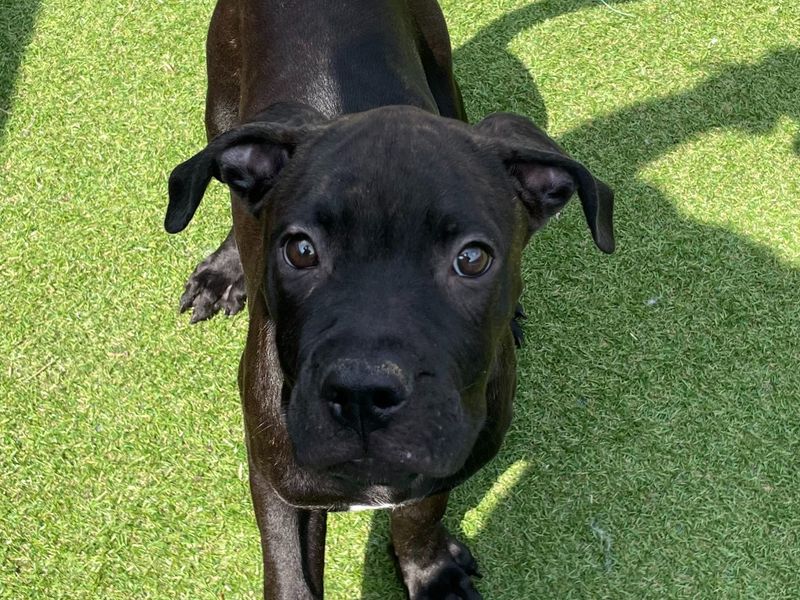 Cane Corso for adoption in Wymeswold, Leicestershire – 4 months old