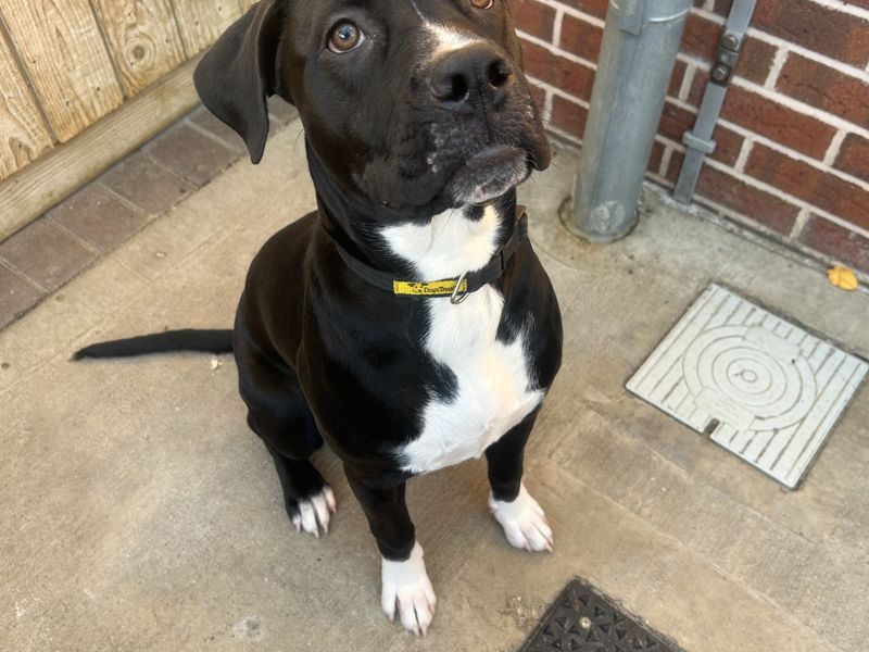 Cane Corso for adoption in Wymeswold, Leicestershire – 7 months old