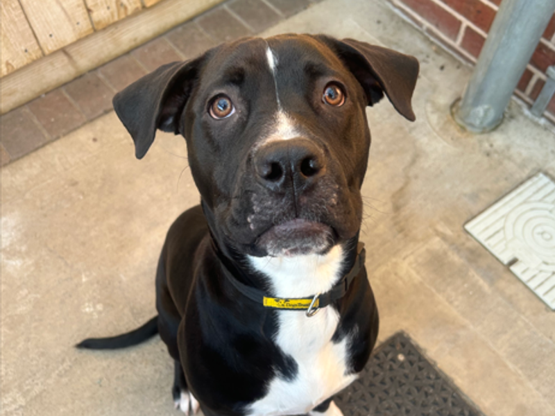 Cane Corso for adoption in Wymeswold, Leicestershire – 7 months old - Image 2 of 2