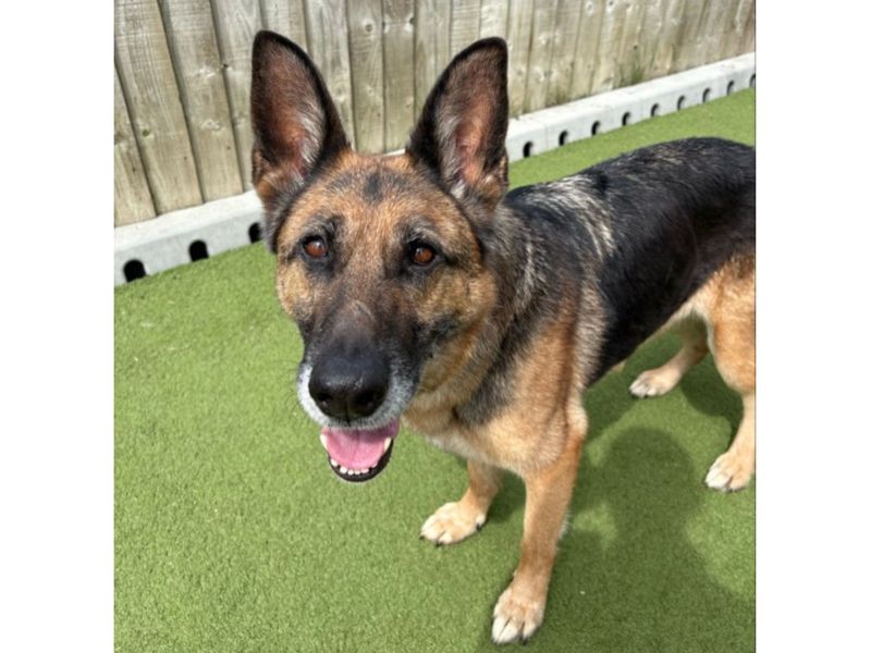 German Shepherd for adoption in Snetterton, Norfolk – 8 years old