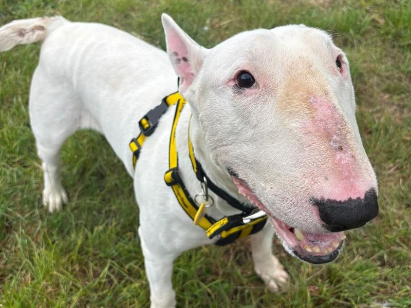 Foley | Terrier (Bull) | Shrewsbury (Shropshire) - 1
