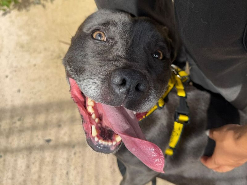 Staffordshire Bull Terrier for adoption in Telford, Shropshire – 6 years old