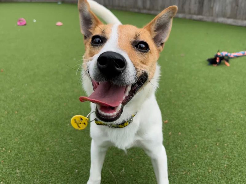 Jack Russell for adoption in Glasgow, Scotland – 2 years old - Image 4 of 6