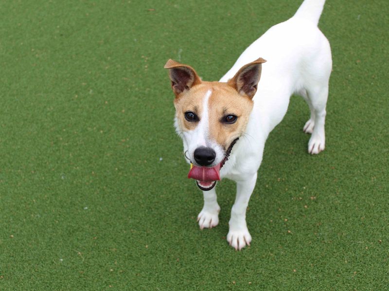 Jack Russell for adoption in Glasgow, Scotland – 2 years old - Image 3 of 6