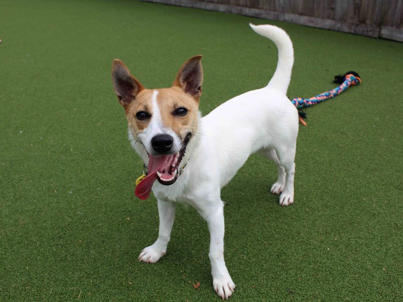 Jack Russell for adoption in Glasgow, Scotland – 2 years old - Image 5 of 6