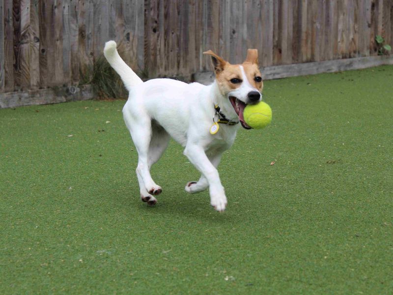Jack Russell for adoption in Glasgow, Scotland – 2 years old