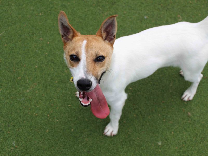 Jack Russell for adoption in Glasgow, Scotland – 2 years old - Image 6 of 6