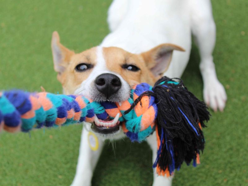 Jack Russell for adoption in Glasgow, Scotland – 2 years old - Image 2 of 6