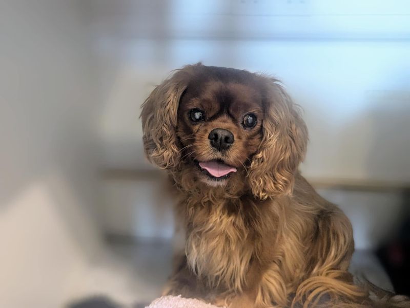 Alfie | Spaniel (King Charles) | Bridgend (Wales) - 1