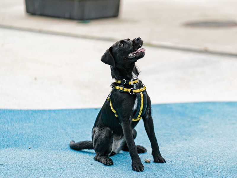 Minnie, a 2 years old female Crossbreed available for adoption from Dogs Trust in Shoreham, West Sussex