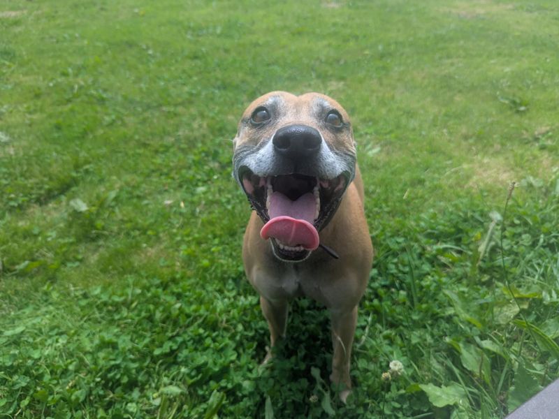 Staffordshire Bull Terrier for adoption in Mid Glamorgan, Wales – 7 years old - Image 2 of 4