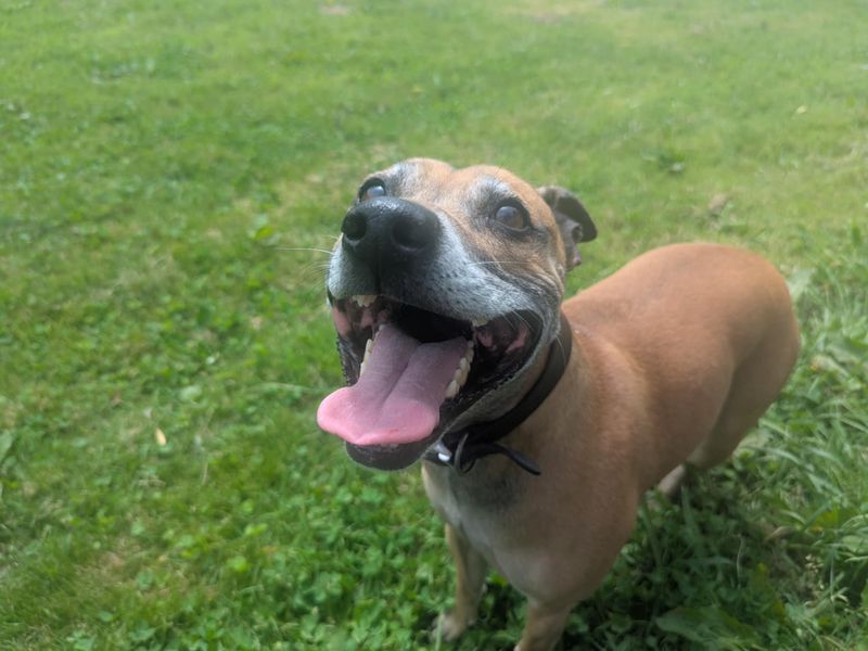 Staffordshire Bull Terrier for adoption in Mid Glamorgan, Wales – 7 years old - Image 3 of 4