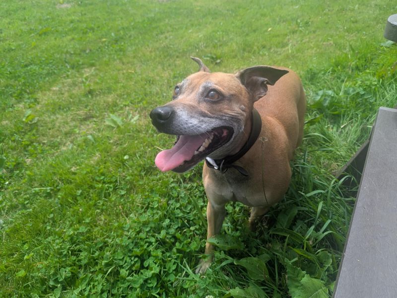 Staffordshire Bull Terrier for adoption in Mid Glamorgan, Wales – 7 years old - Image 4 of 4