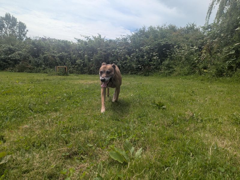 Staffordshire Bull Terrier for adoption in Mid Glamorgan, Wales – 7 years old