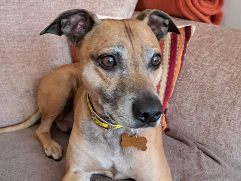 Spud | Terrier (Staffordshire Bull) Cross | Bridgend (Wales) - 1