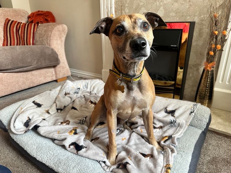 Spud | Terrier (Staffordshire Bull) Cross | Bridgend (Wales) - 1