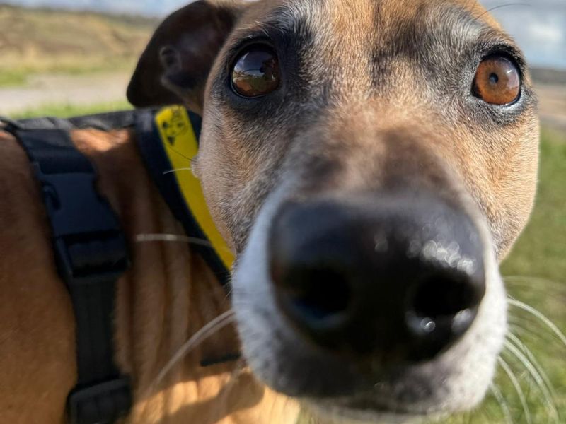 Spud | Terrier (Staffordshire Bull) Cross | Bridgend (Wales) - 1