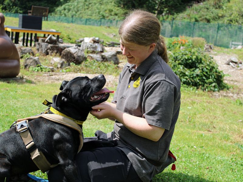 Staffordshire Bull Terrier for adoption in Liverpool, Merseyside – 3 years old - Image 2 of 3