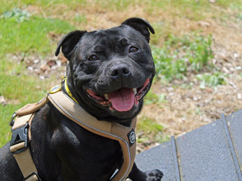 Staffordshire Bull Terrier for adoption in Liverpool, Merseyside – 3 years old - Image 3 of 3