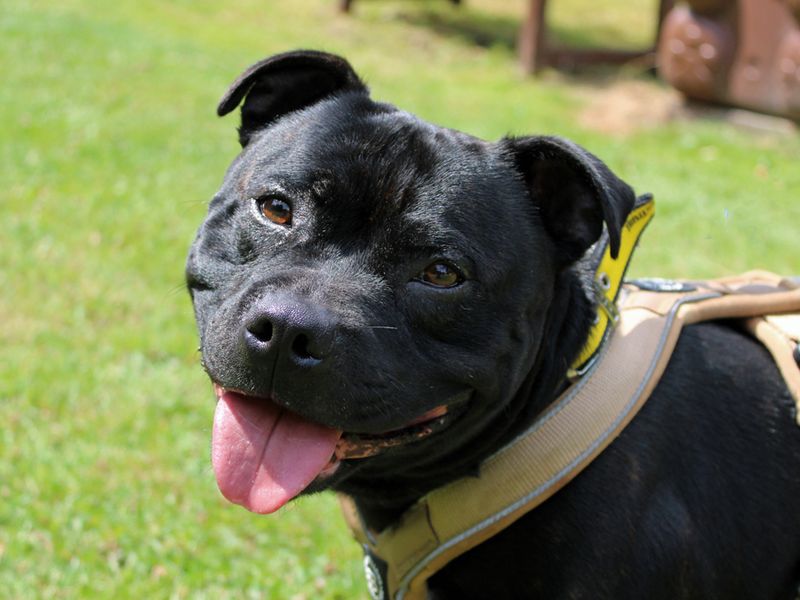 Staffordshire Bull Terrier for adoption in Liverpool, Merseyside – 3 years old