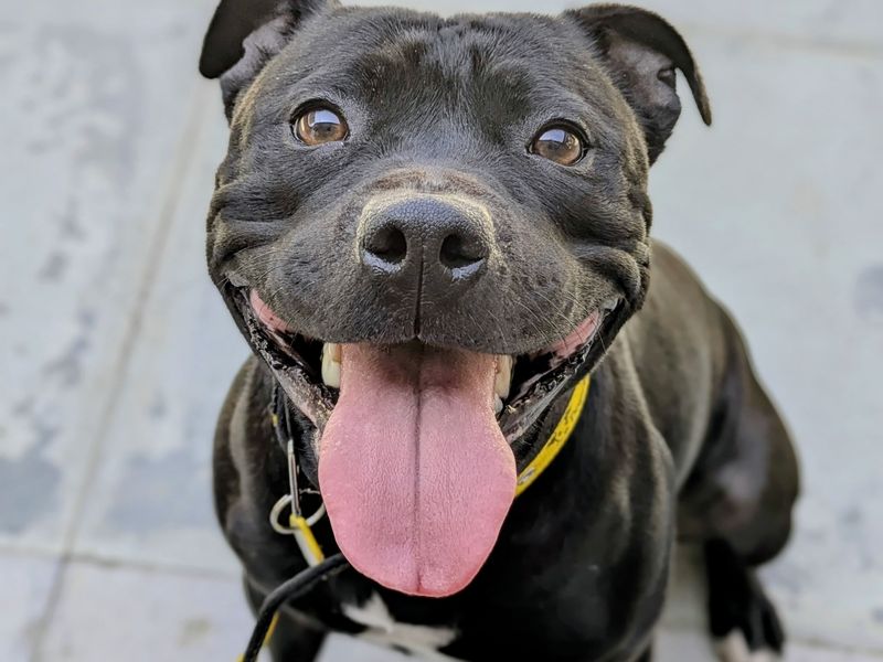 Staffordshire Bull Terrier for adoption in Shoreham by Sea, West Sussex – 3 years old