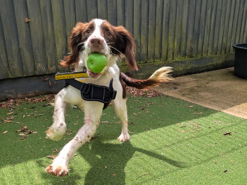 Springer Spaniel for adoption in Shoreham by Sea, West Sussex – 1 year old - Image 3 of 3