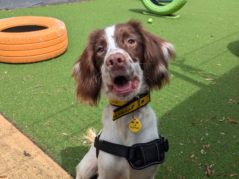 Springer Spaniel for adoption in Shoreham by Sea, West Sussex – 1 year old - Image 2 of 3