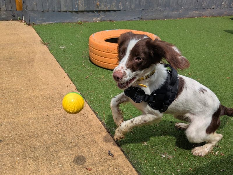 Cocker Spaniel for adoption in Shoreham by Sea, West Sussex – 1 year old