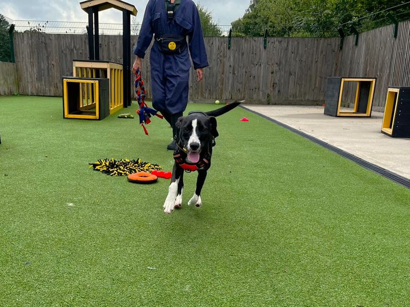 Border Collie for adoption in Chestfield, Kent – 2 years old - Image 2 of 3