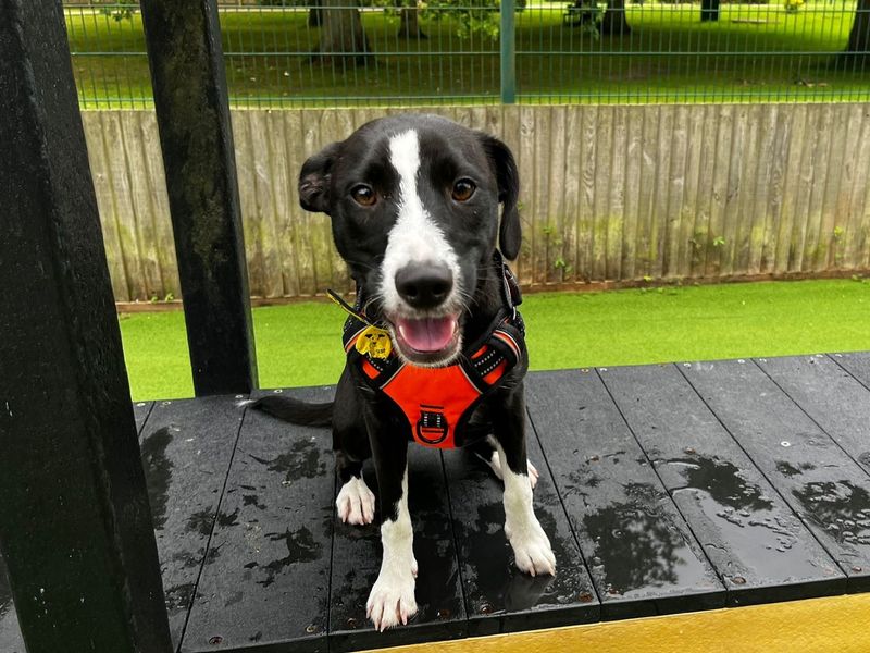 Border Collie for adoption in Chestfield, Kent – 2 years old - Image 3 of 3