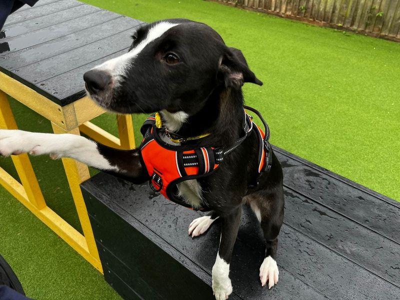 Border Collie for adoption in Chestfield, Kent – 2 years old