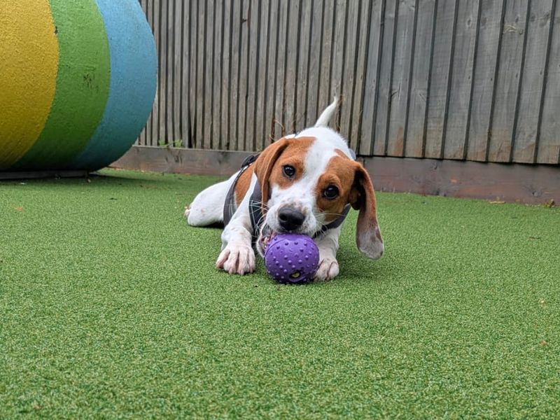 Beagle for adoption in Shoreham by Sea, West Sussex – 1 year old - Image 4 of 5
